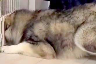 猫のケージが羨ましくなった大型犬→頭を突っ込んで…自分のサイズが分かっていない『衝撃の光景』が48万再生「満足してて草」「ごきげんｗｗ」