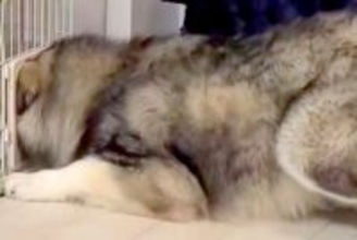 猫のケージが羨ましくなった大型犬→頭を突っ込んで…自分のサイズが分かっていない『衝撃の光景』が48万再生「満足してて草」「ごきげんｗｗ」