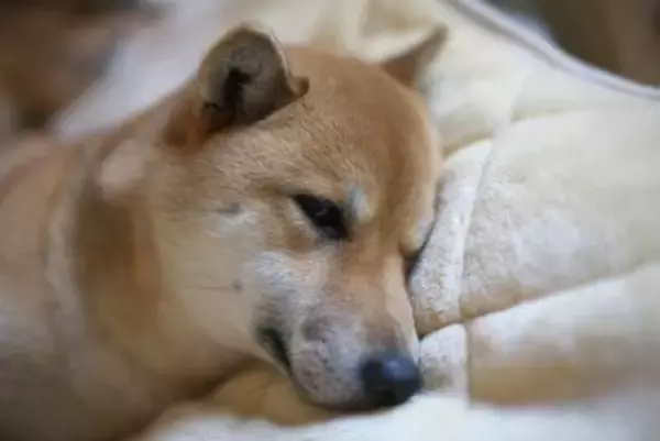 犬が『脱水症状』を起こしているサイン5選　脱水状態かどうかを判断する方法とは？