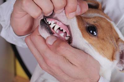 犬が『脱水症状』を起こしているサイン5選　脱水状態かどうかを判断する方法とは？