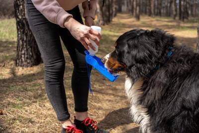 犬が『脱水症状』を起こしているサイン5選　脱水状態かどうかを判断する方法とは？