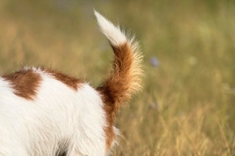 犬が『しっぽを振っている』ときの心理3選　しっぽの動きから愛犬の感情を読み取る方法とは？