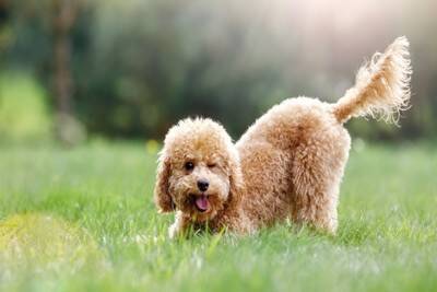 犬が『しっぽを振っている』ときの心理3選　しっぽの動きから愛犬の感情を読み取る方法とは？