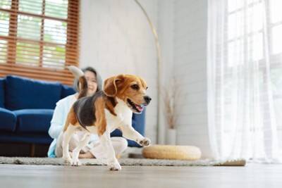 犬が『しっぽを振っている』ときの心理3選　しっぽの動きから愛犬の感情を読み取る方法とは？
