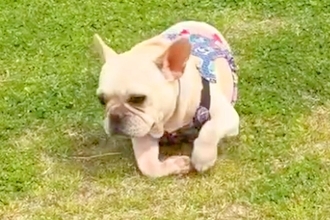 『もう歩くのは難しい』と言われた犬→諦めず、愛情を与え続けた結果…奇跡的な『まさかの光景』が36万再生「愛がパワーになってる」「涙でた」