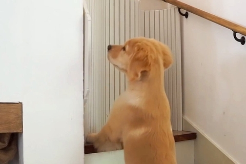 立ち入り禁止の2階に行きたがる子犬→階段に『バリケード』を設置した結果…思っていたのと違う展開に反響「めっちゃ笑ったｗ」「大物の予感」