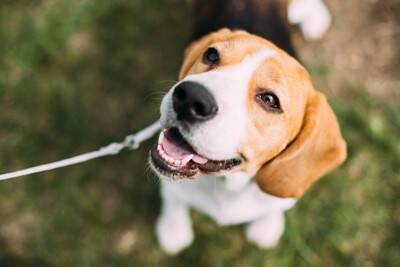 犬は『飼い主に似る』と言われるのはなぜ？科学的根拠はあるの？見た目や性格が形成される要因とは