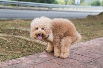 犬が『ウンチ』をしているときにみせる行動5選　安心して排泄させる方法とは？注意すべきサインまで