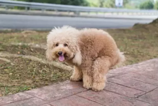 犬が『ウンチ』をしているときにみせる行動5選　安心して排泄させる方法とは？注意すべきサインまで