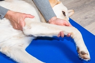 犬が『関節』にトラブルを抱えているサイン7選　注意すべき歩き方や判断方法まで