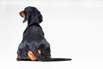 犬が人に『背中を向けて座る』心理6選　知っておきたい愛犬の本音や適切な対応まで
