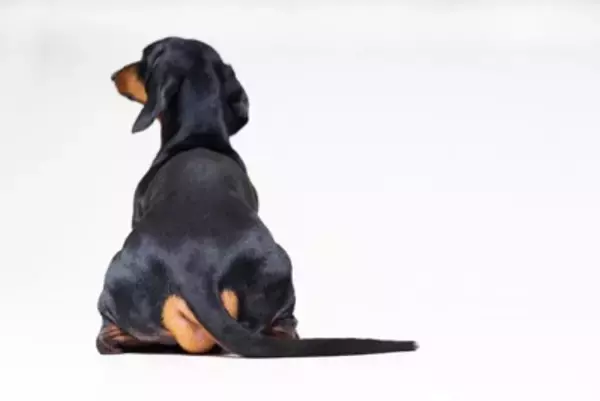 犬が人に『背中を向けて座る』心理6選　知っておきたい愛犬の本音や適切な対応まで