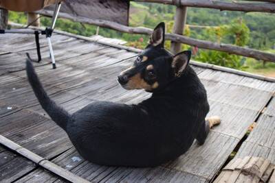 犬が人に『背中を向けて座る』心理6選　知っておきたい愛犬の本音や適切な対応まで