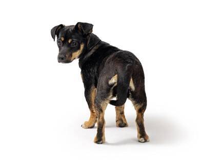 犬が人に『背中を向けて座る』心理6選　知っておきたい愛犬の本音や適切な対応まで