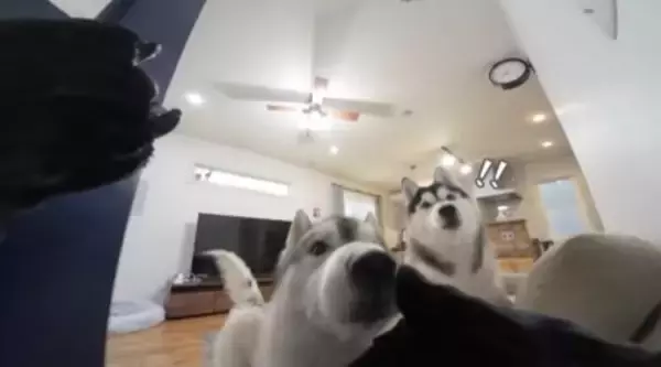 ハスキーに扮した飼い主を見た弟ハスキーの反応に爆笑の嵐！「笑いが止まらない」「反応面白すぎ」と話題に