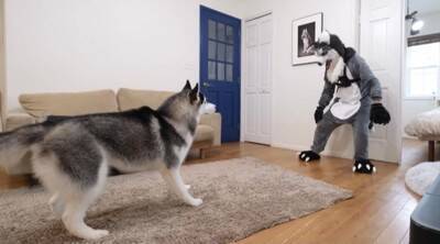 ハスキーに扮した飼い主を見た弟ハスキーの反応に爆笑の嵐！「笑いが止まらない」「反応面白すぎ」と話題に