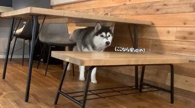 ハスキーに扮した飼い主を見た弟ハスキーの反応に爆笑の嵐！「笑いが止まらない」「反応面白すぎ」と話題に