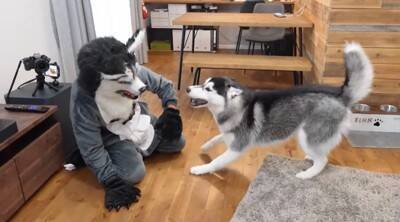 ハスキーに扮した飼い主を見た弟ハスキーの反応に爆笑の嵐！「笑いが止まらない」「反応面白すぎ」と話題に