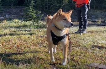 犬が登山中に『熊の気配』を察知した結果…飼い主に危険を知らせる頼もしい姿が16万再生「優秀なガードマン」「心強すぎる」と賞賛の声