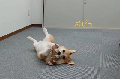 会社での会議中『犬が空気を読んだ』結果…あまりにもお利口な『遊んでアピール』が17万再生「会議即中断案件ｗ」「おりこーぎーで草」と絶賛