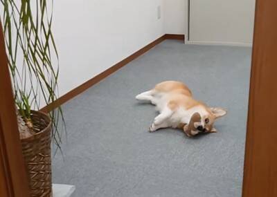 会社での会議中『犬が空気を読んだ』結果…あまりにもお利口な『遊んでアピール』が17万再生「会議即中断案件ｗ」「おりこーぎーで草」と絶賛