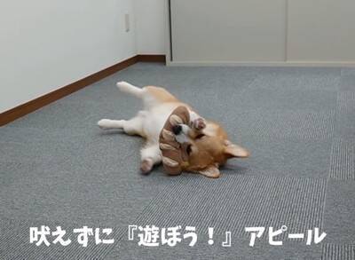 会社での会議中『犬が空気を読んだ』結果…あまりにもお利口な『遊んでアピール』が17万再生「会議即中断案件ｗ」「おりこーぎーで草」と絶賛