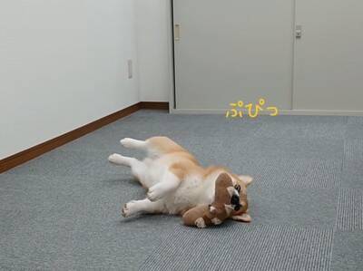 会社での会議中『犬が空気を読んだ』結果…あまりにもお利口な『遊んでアピール』が17万再生「会議即中断案件ｗ」「おりこーぎーで草」と絶賛