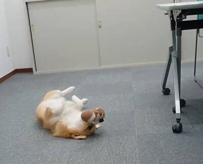 会社での会議中『犬が空気を読んだ』結果…あまりにもお利口な『遊んでアピール』が17万再生「会議即中断案件ｗ」「おりこーぎーで草」と絶賛