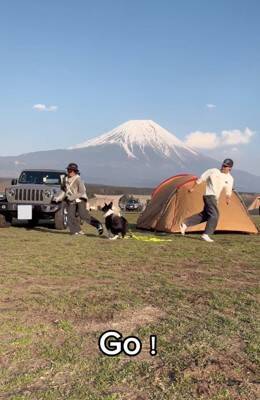 世界一賢いといわれる犬種に『パパとママどっちについてくるか？』を検証→想像もできなかった結末が3万再生「大きな愛」「可愛すぎる」と称賛