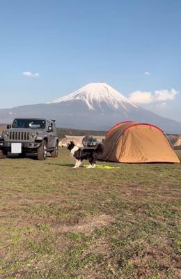 世界一賢いといわれる犬種に『パパとママどっちについてくるか？』を検証→想像もできなかった結末が3万再生「大きな愛」「可愛すぎる」と称賛