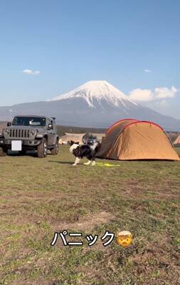 世界一賢いといわれる犬種に『パパとママどっちについてくるか？』を検証→想像もできなかった結末が3万再生「大きな愛」「可愛すぎる」と称賛