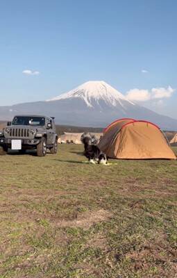 世界一賢いといわれる犬種に『パパとママどっちについてくるか？』を検証→想像もできなかった結末が3万再生「大きな愛」「可愛すぎる」と称賛
