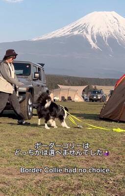 世界一賢いといわれる犬種に『パパとママどっちについてくるか？』を検証→想像もできなかった結末が3万再生「大きな愛」「可愛すぎる」と称賛