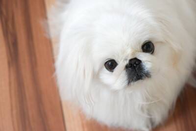 『ツンデレ』な犬種５選　クールに見えて意外と可愛い仕草や上手く関係性を築くコツまで