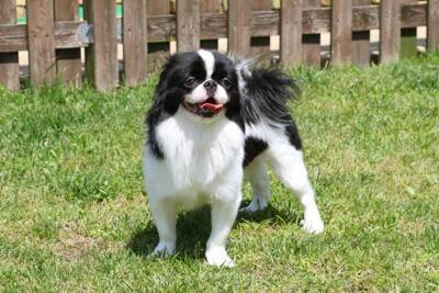 『ツンデレ』な犬種５選　クールに見えて意外と可愛い仕草や上手く関係性を築くコツまで