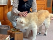 強面顔のおじいちゃんが『犬にごはんをあげる』瞬間に…見た目とは裏腹な『表情と声』に反響「泣かせるなよ…」「メロメロｗｗ」と２万再生