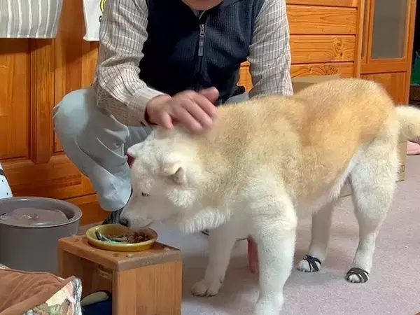 強面顔のおじいちゃんが『犬にごはんをあげる』瞬間に…見た目とは裏腹な『表情と声』に反響「泣かせるなよ…」「メロメロｗｗ」と２万再生