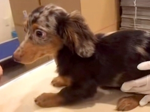 注射のため、動物病院にきた子犬→緊張しすぎて…先生も笑ってしまった『まさかの状況』が56万再生「スフィンクスで草」「ぬいぐるみすぎｗ」