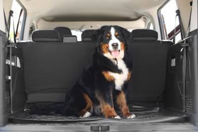 犬に絶対NGな『待て』のやり方3つ　実は苦痛を与えているかも？正しい指示の出し方まで