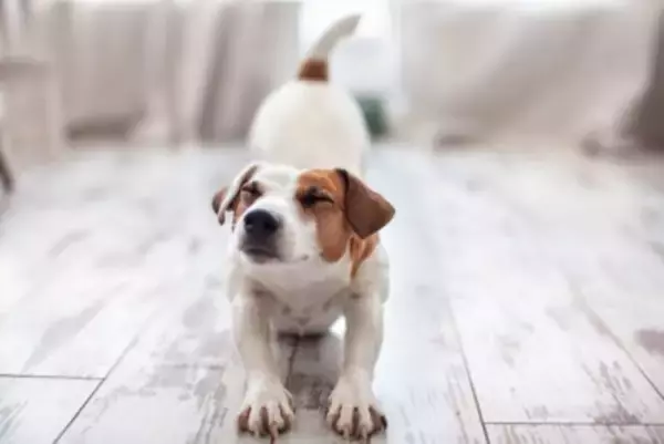 犬が『体を伸ばす』心理4選　ぐーっと伸びをする理由や注意が必要な状態まで