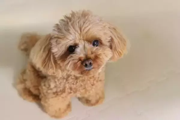 犬が『キュンキュン』と鳴く心理3選　注意すべき状態や体調不良の可能性まで