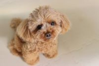 犬が『キュンキュン』と鳴く心理3選　注意すべき状態や体調不良の可能性まで