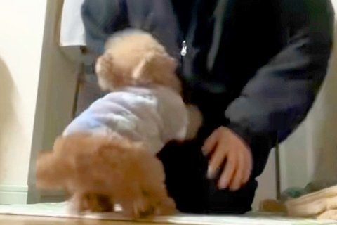 家に帰ると『12歳のおじいちゃん犬』が走ってきて…涙が出るほど愛おしい『おかえりなさい！』に絶賛の声「なんか泣けた」「疲れ吹き飛ぶ」