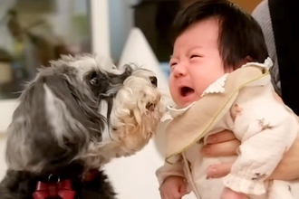 2匹の犬が『赤ちゃんを初めて会った』結果→ご挨拶の後も見守ってくれて…まるで本当のお姉さんのような光景に感動「尊い…」「素敵な家族」