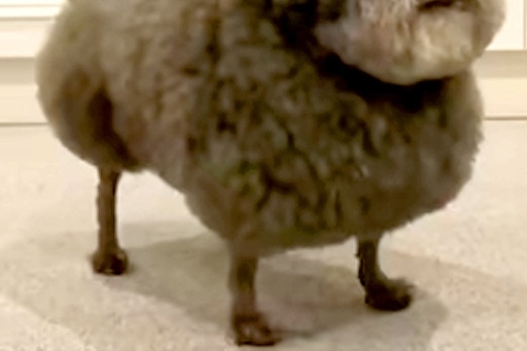 いつも『犬種はなんですか？』と質問されるワンコたち→思わず二度見する『まさかの光景』が166万再生「漫画感すごいｗｗ」「唐揚げかな？」