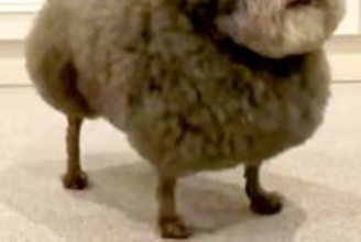 いつも『犬種はなんですか？』と質問されるワンコたち→思わず二度見する『まさかの光景』が166万再生「漫画感すごいｗｗ」「唐揚げかな？」