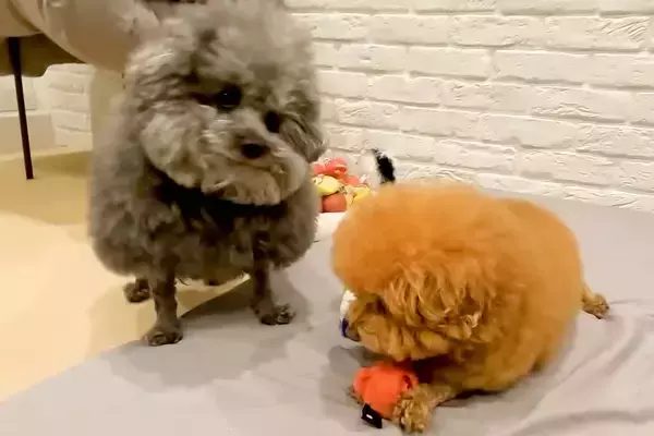 おもちゃで遊ぶ兄犬→病気の弟犬が『欲しいな』と物欲しそうに見つめた結果…優しさあふれる『まさかの行動』に感動「泣ける」「これぞ兄弟愛」