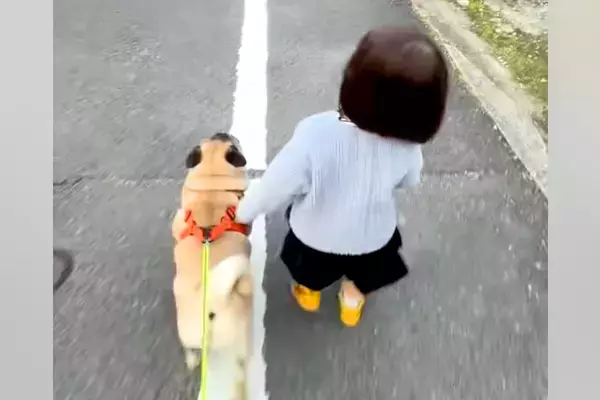 小さな女の子と一緒にお散歩をする犬→距離感がわからず、近づいたら…愛おしすぎるハプニングが286万再生「かわいい当たり屋ｗ」「仲良し」