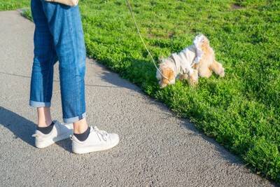 犬に『散歩が楽しい』と思ってもらう方法5つ　コース選びのポイントや今日からできる工夫まで
