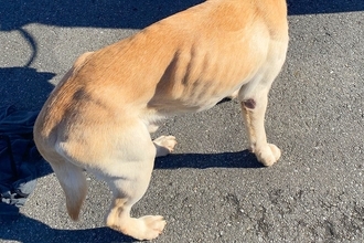 骨が浮き出る程ガリガリな保護犬→お迎えして『半年』が経った結果…当時が嘘のような『現在の光景』に3万いいね「幸せな証拠」「表情も違う」